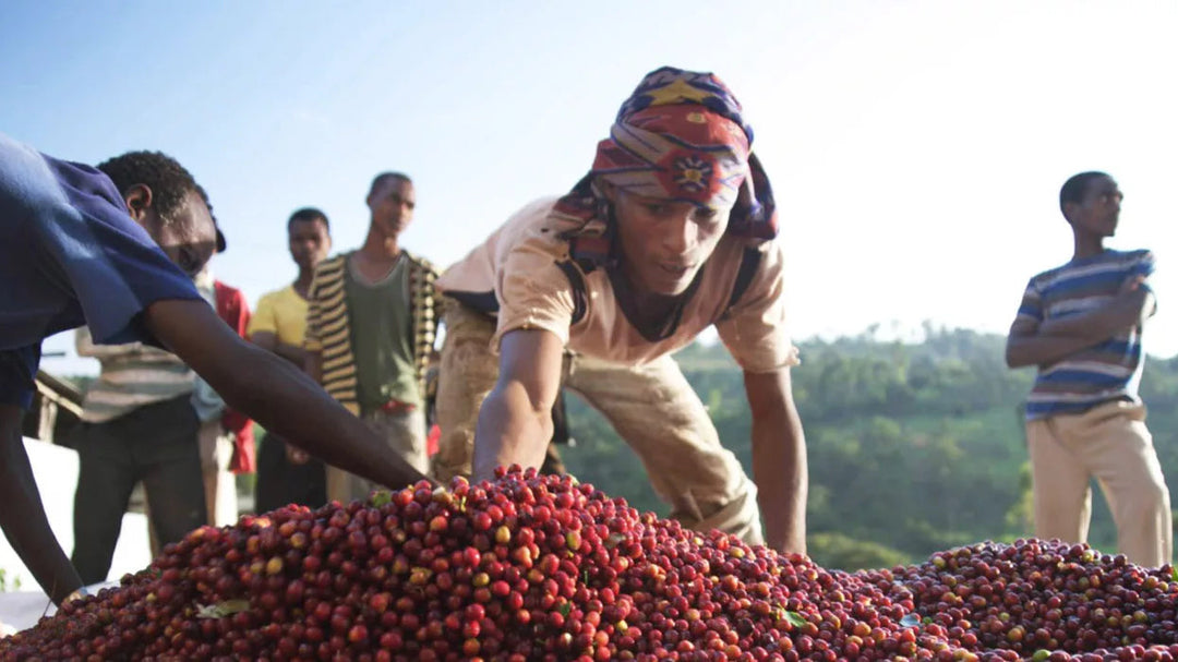 Ethiopia Washed Mulish (Wholesale)