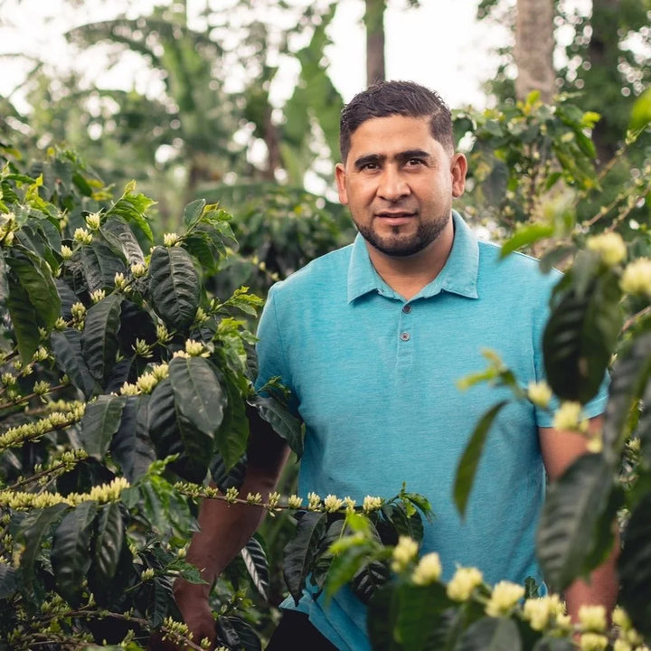 Pedro Turcios among coffee trees in a coffee farm in Honduras