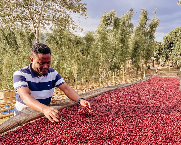 Ethiopian Coffee savant, Tamiru Tadesse of Alo Coffee, tending to coffee cherries drying in a bed in Sidama, Ethiopia. 