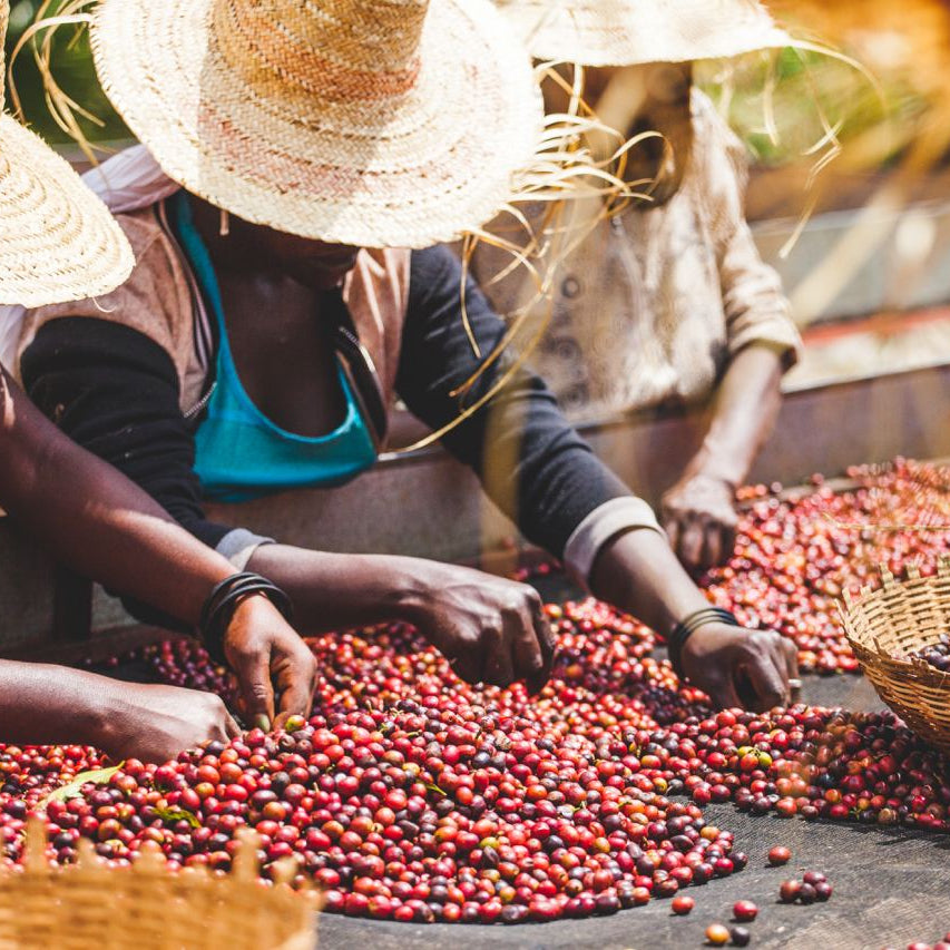 Ethiopia coffee farmers sorting red coffee beans on a rustic surface with straw hats.