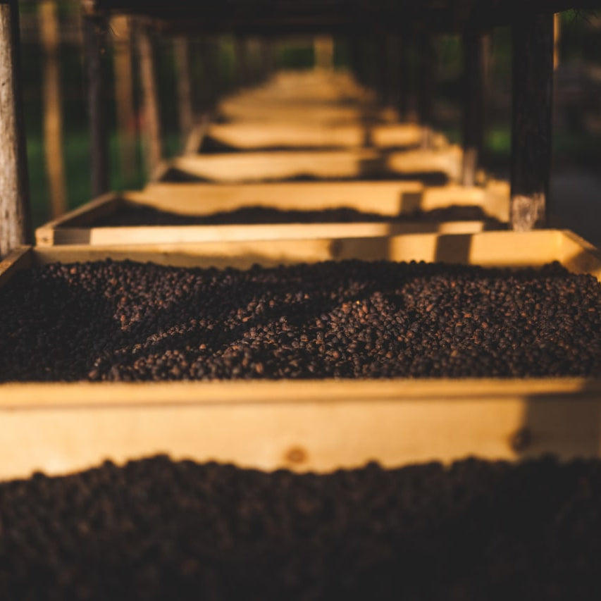 A close-up, low-angle view of dark drying coffee cherries spread in wooden trays under warm, golden lighting, with rows of trays receding into a blurred background.