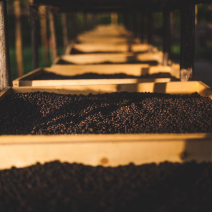 A close-up, low-angle view of dark drying coffee cherries spread in wooden trays under warm, golden lighting, with rows of trays receding into a blurred background.