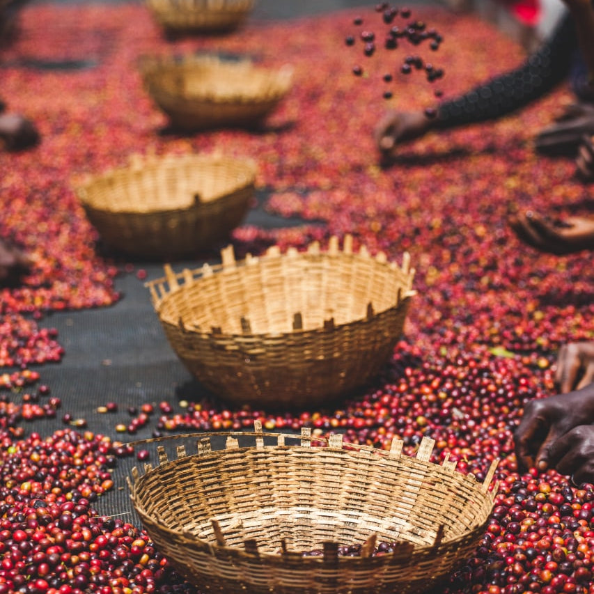 Woven bamboo baskets arranged on a large black sheet covered with red coffee cherries, with hands visible in a blurred outdoor setting.